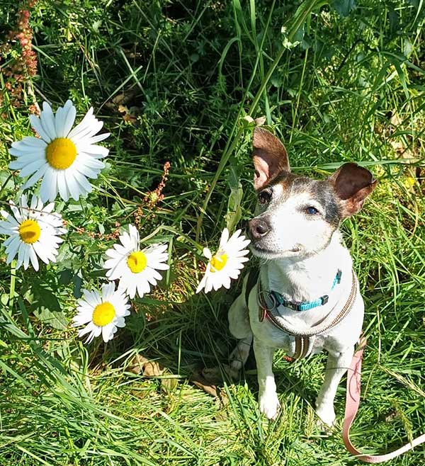 nahlia petite chienne à adopter au refuge sos animaux 78 au Chesnay Rocquencourt yvelines près de versailles